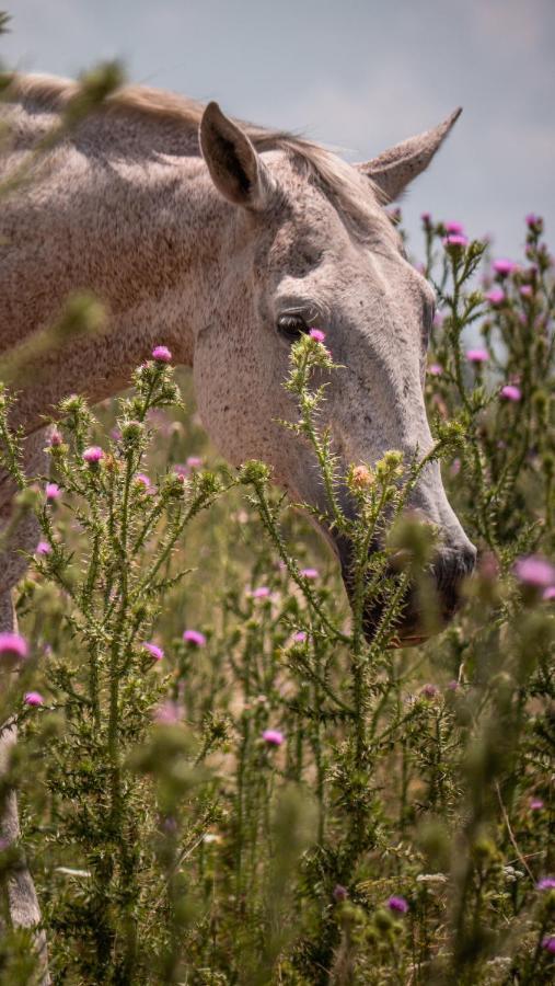 Pampas Del Sur Hotel Y Spa De Campo Cañuelas Dış mekan fotoğraf